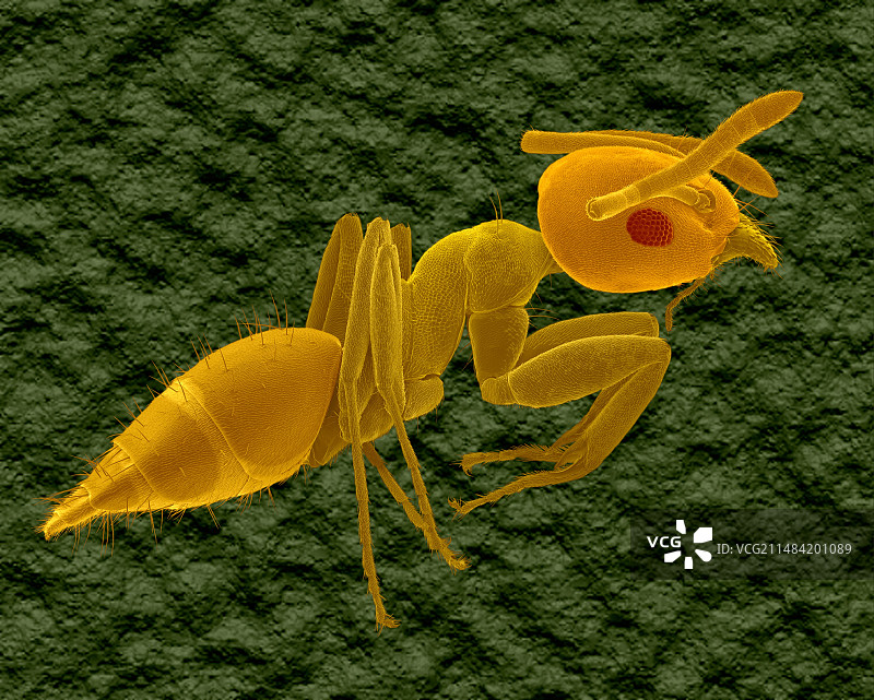 大头蚁工蚁图片素材