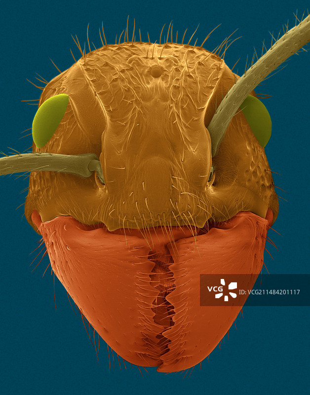 子弹蚁头部，大齿猛蚁，扫描电镜图片素材