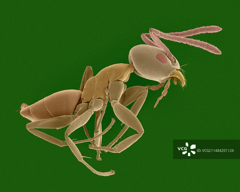 黄色家蚁扫描电镜图图片素材