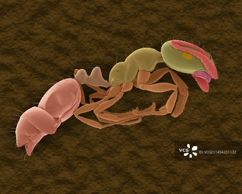 小黑蚂蚁扫描电镜图图片素材