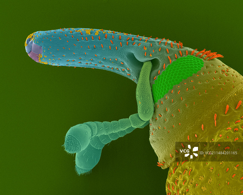 米象头部扫描电镜图图片素材