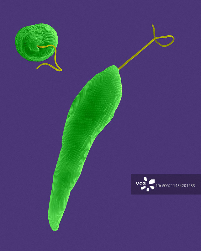 眼虫，一种鞭毛绿藻的扫描电镜图像图片素材