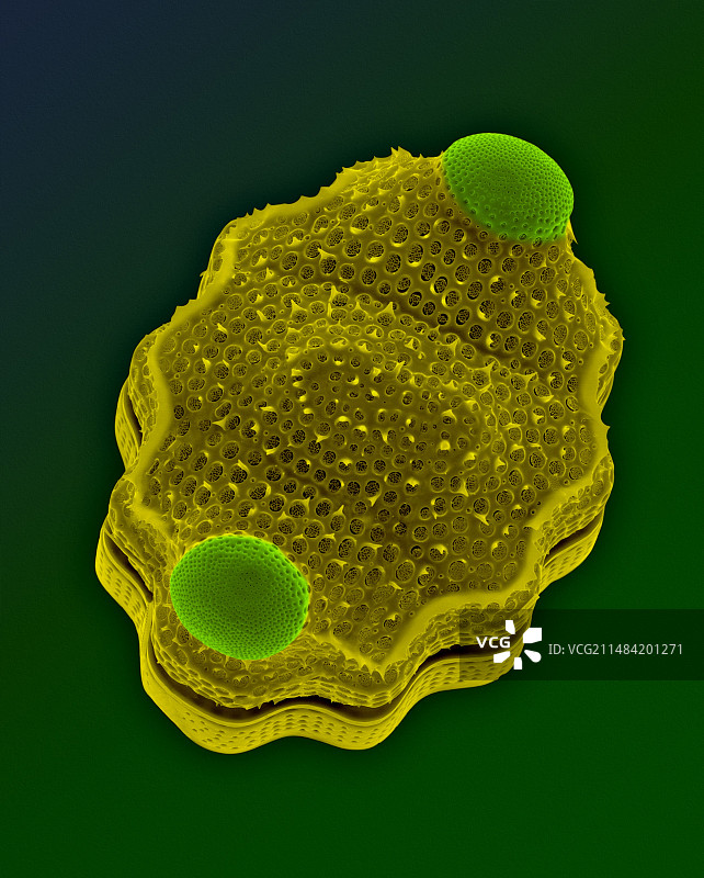 Biddulphia sp.，扫描电镜图片素材