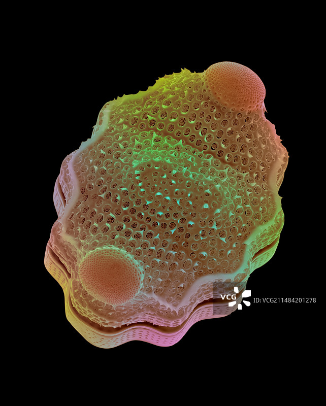 Biddulphia sp.，扫描电镜图片素材