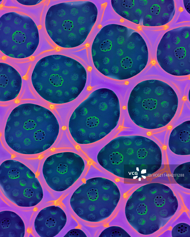 杜比亚三角藻，扫描电子显微镜图片素材