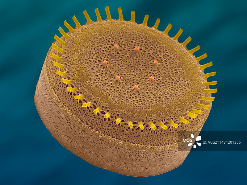Cyclotella sp.，扫描电镜图片素材
