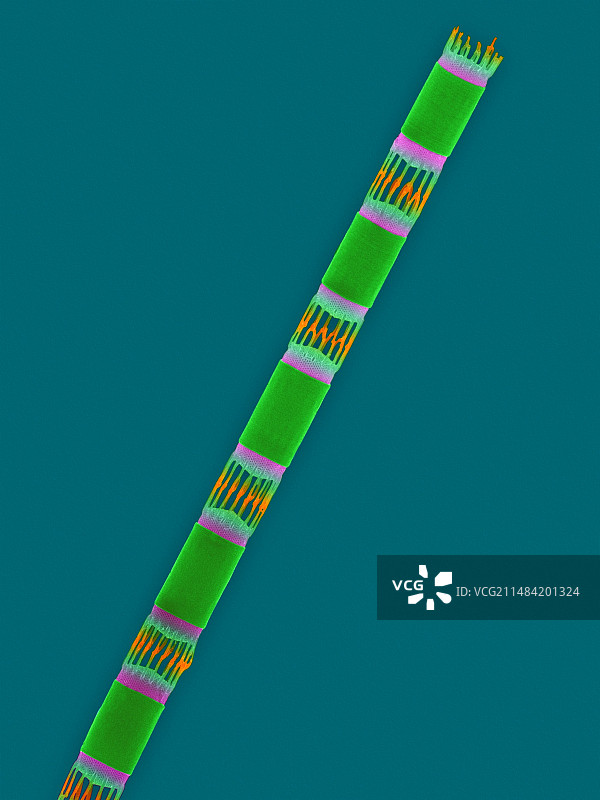 Skeletonema costatum图片素材