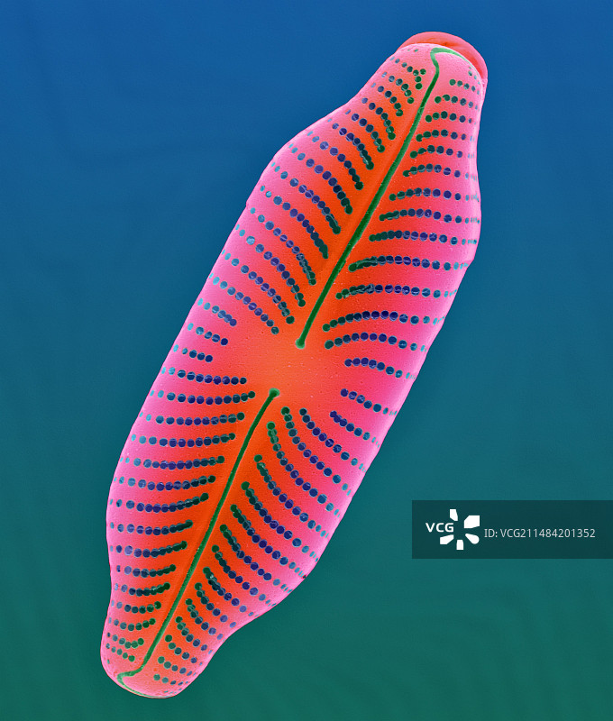 新鲜的羽状硅藻（Navicula sp.），扫描电子显微镜图片素材