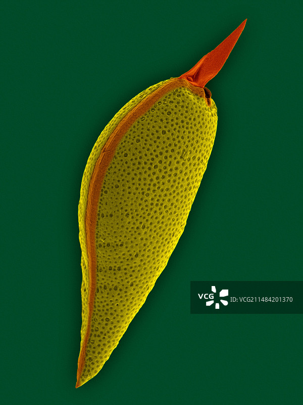 优雅原甲藻，扫描电镜图片素材