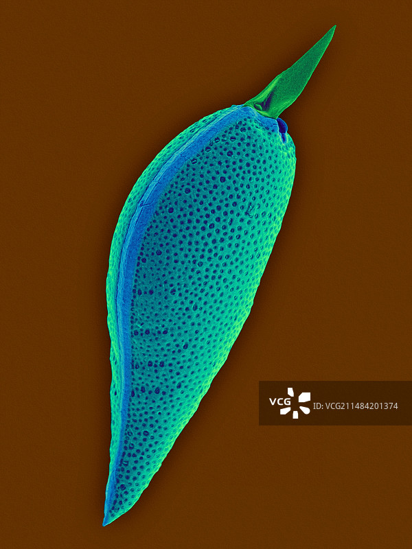 优雅原甲藻，扫描电镜图片素材