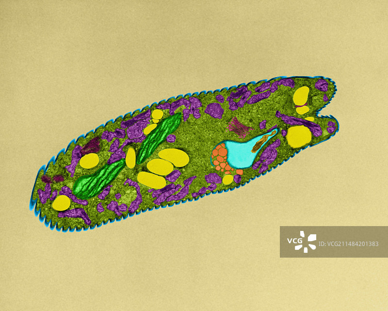 眼虫（透射电子显微镜）图片素材