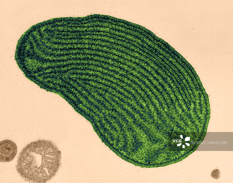 红藻的叶绿体（TEM）图片素材