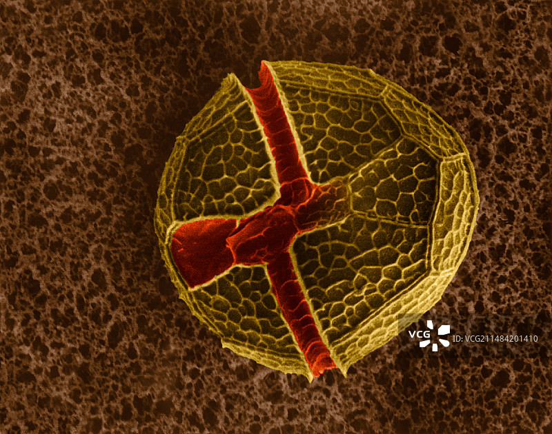装甲甲藻（sp. Peridinium），扫描电子显微镜图片素材
