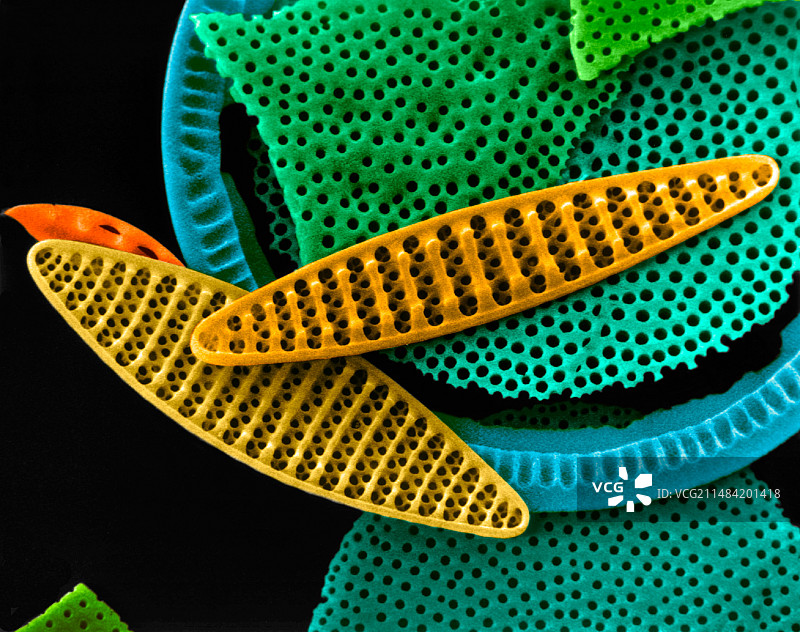 羽纹和中心硅藻壳扫描电镜图图片素材