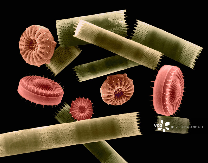 中心硅藻壳（扫描电镜图）图片素材