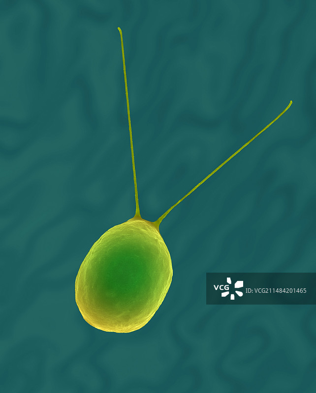 雨生红球藻，扫描电镜图片素材