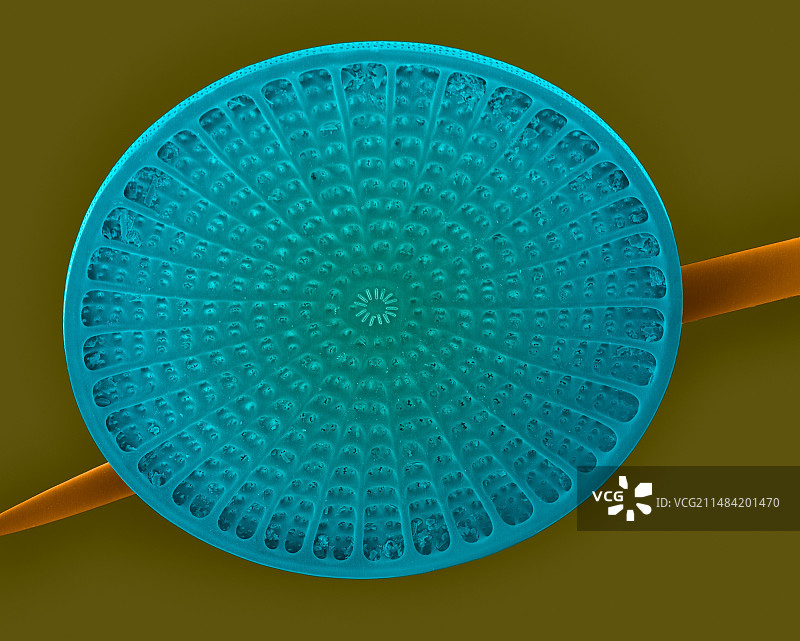 硅藻壳和海绵骨针扫描电镜图图片素材