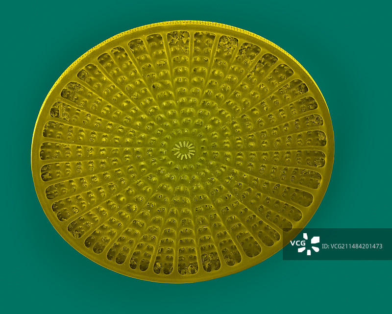 中心硅藻壳，扫描电镜图片素材