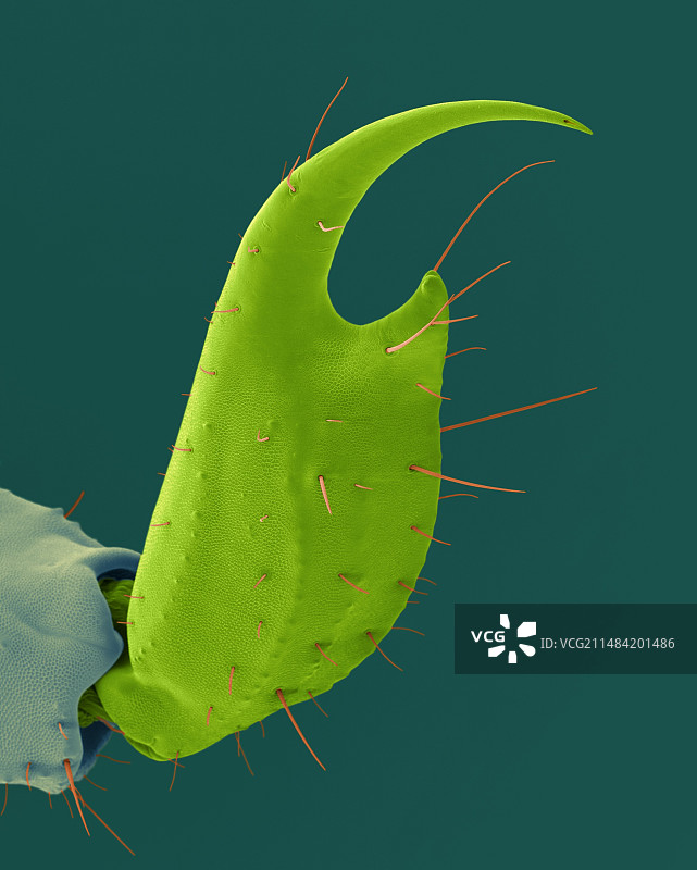 小褐蝎尾刺扫描电镜图图片素材