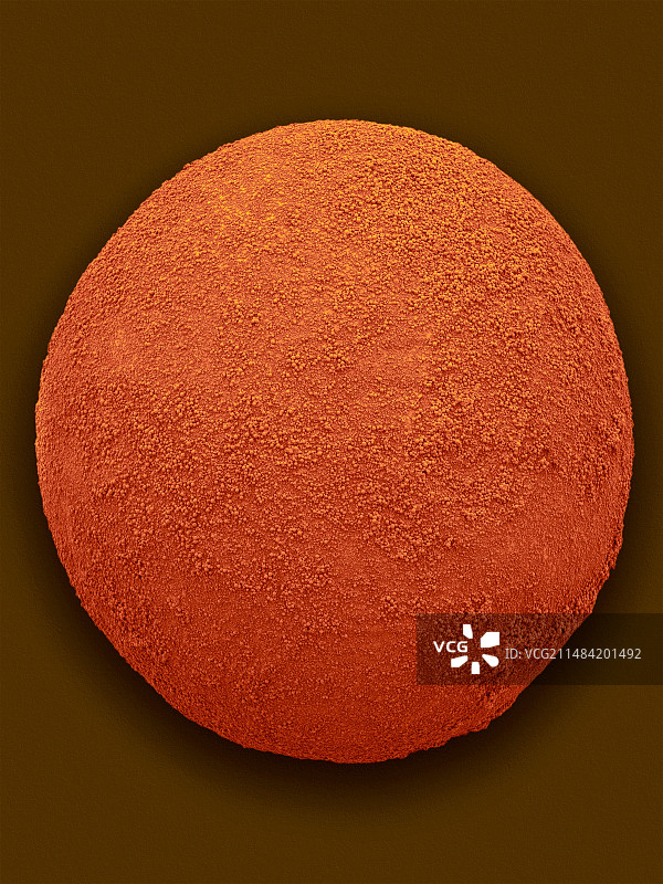 西部黑寡妇蜘蛛卵扫描电镜照片图片素材