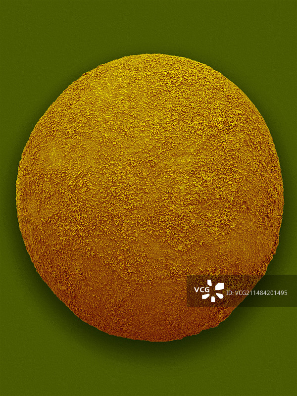 西部黑寡妇蜘蛛卵扫描电镜照片图片素材