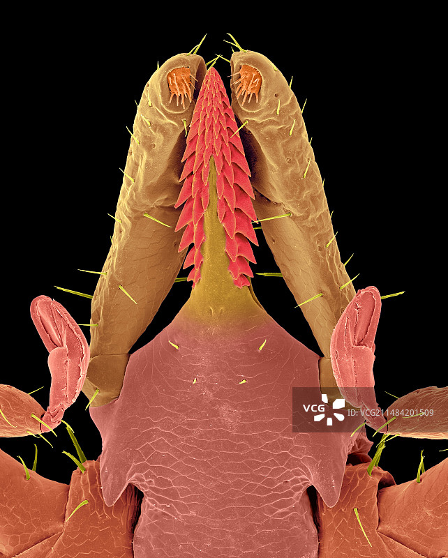 鹿蜱头部特写图片素材