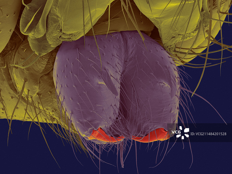 长腿蜘蛛的尖牙，扫描电子显微镜图片素材