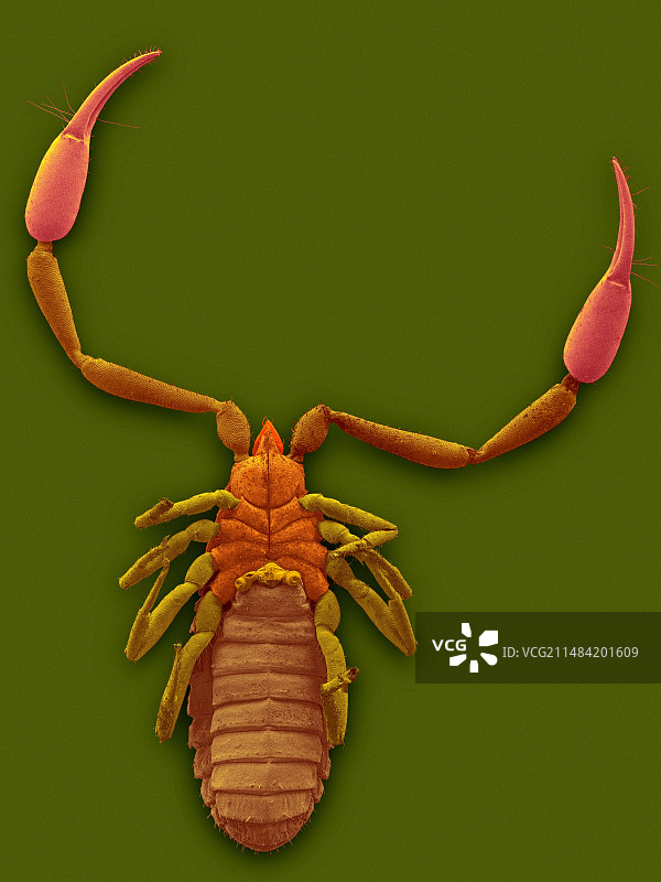 伪蝎（Hysterochelifer sp.），SEM图片素材