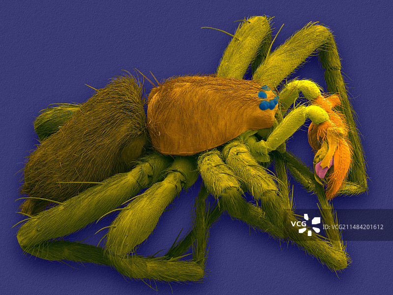 雄性囊蛛（迪氏阿拉蛛），扫描电镜图图片素材