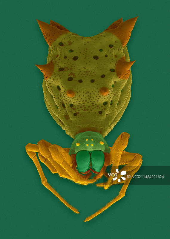 棘球腹蛛（Micrathena gracilis）扫描电镜图图片素材