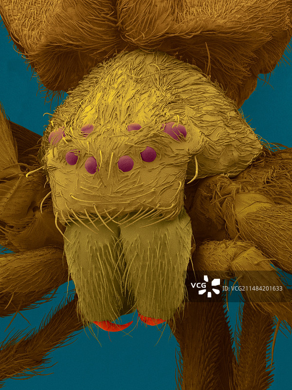 水蛛扫描电子显微镜图像图片素材