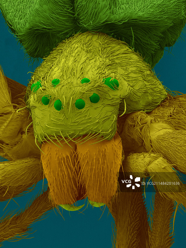 水蛛扫描电子显微镜图像图片素材