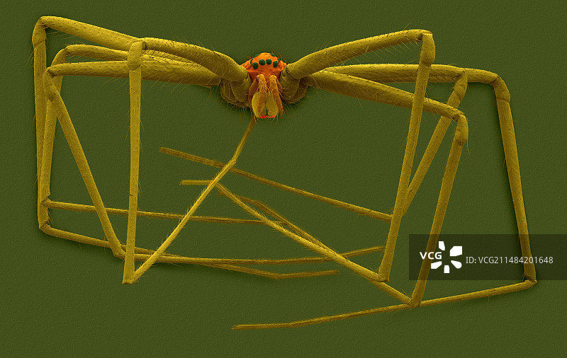 幽灵蛛（墨西哥幽灵蛛），扫描电镜图片素材