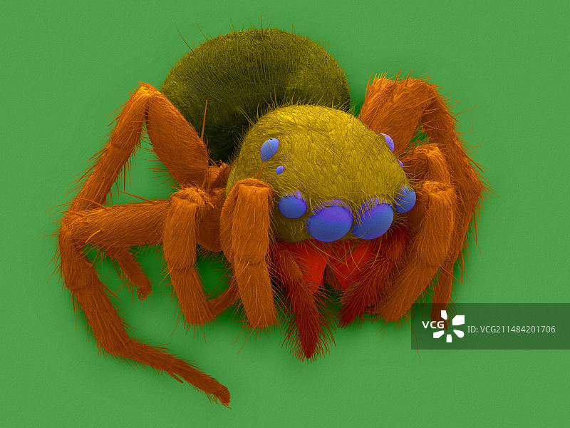 SEM下的白额跳蛛图片素材