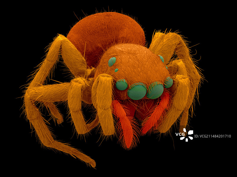 SEM下的白额跳蛛图片素材