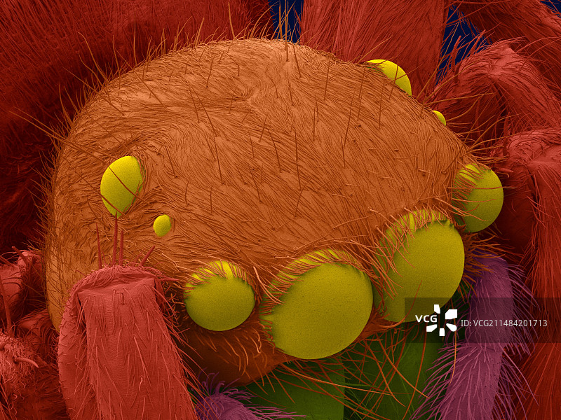 跳蛛单眼图片素材