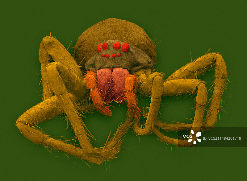 白带渔猎蜘蛛，扫描电镜图片素材