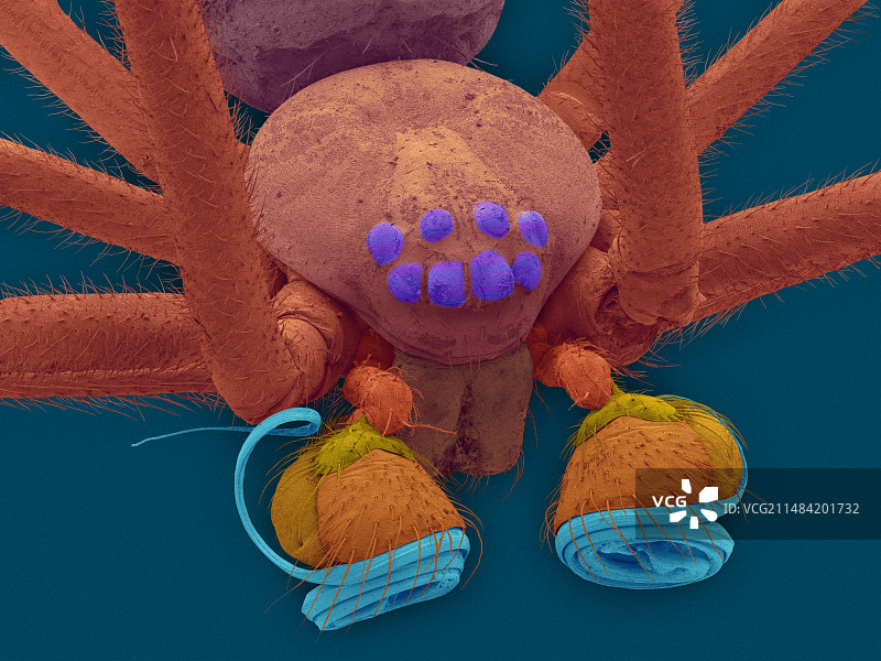 雄性北方黑寡妇蜘蛛，扫描电子显微镜图图片素材