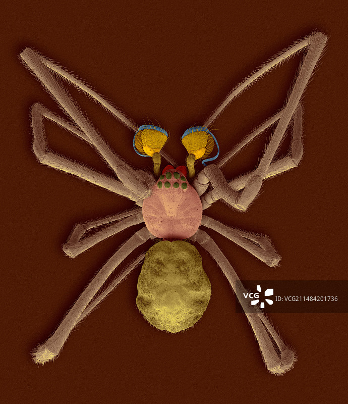 雄性北方黑寡妇蜘蛛，扫描电子显微镜图图片素材