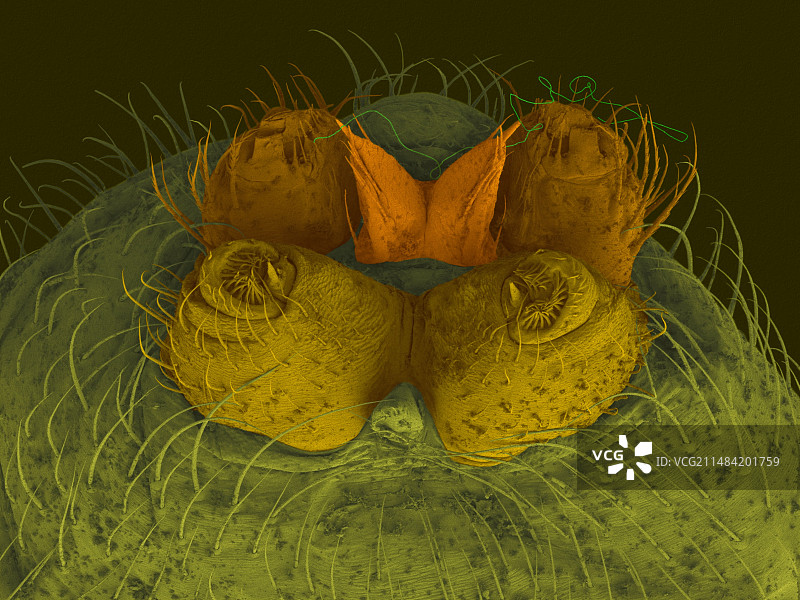 雌性北方黑寡妇蜘蛛纺丝器扫描电镜图图片素材