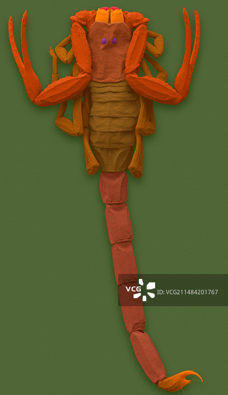 小棕蝎（SEM显微镜照片）图片素材