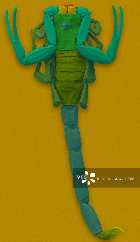 小棕蝎（SEM显微镜照片）图片素材