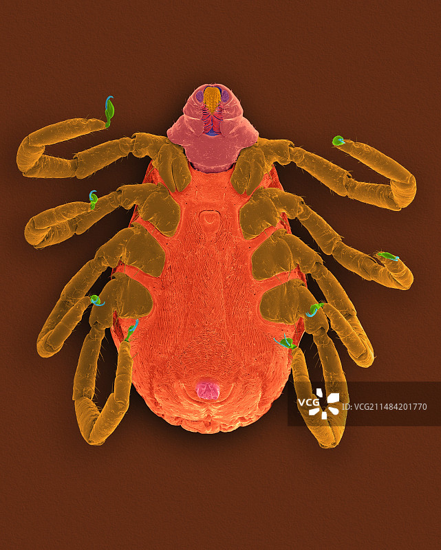 棕色犬壁虱(Rhipicephalus sanguineus),扫描电子显微镜图片素材