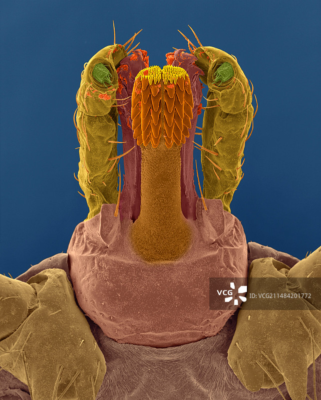 美洲钝眼蜱头部扫描电镜照片图片素材