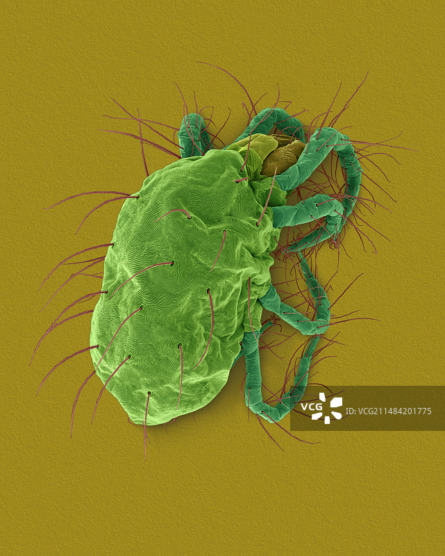 二斑叶螨，扫描电镜图片素材