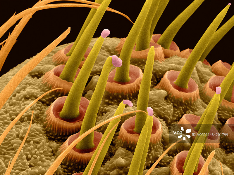 纺绩器结网蜘蛛（Tetragnatha sp.），扫描电镜图片素材