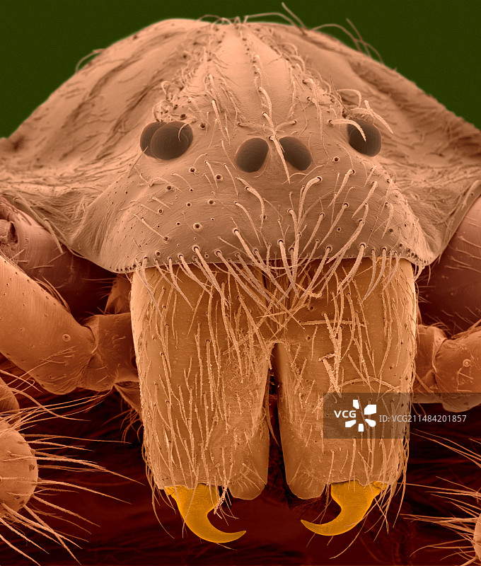 棕色隐士蜘蛛（Loxosceles reclusa）扫描电镜图像图片素材