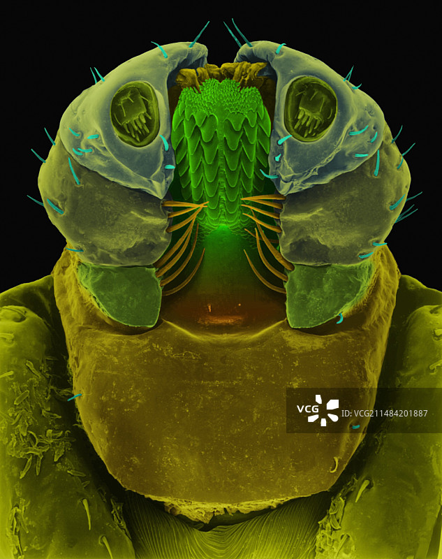 美洲犬蜱扫描电镜图图片素材