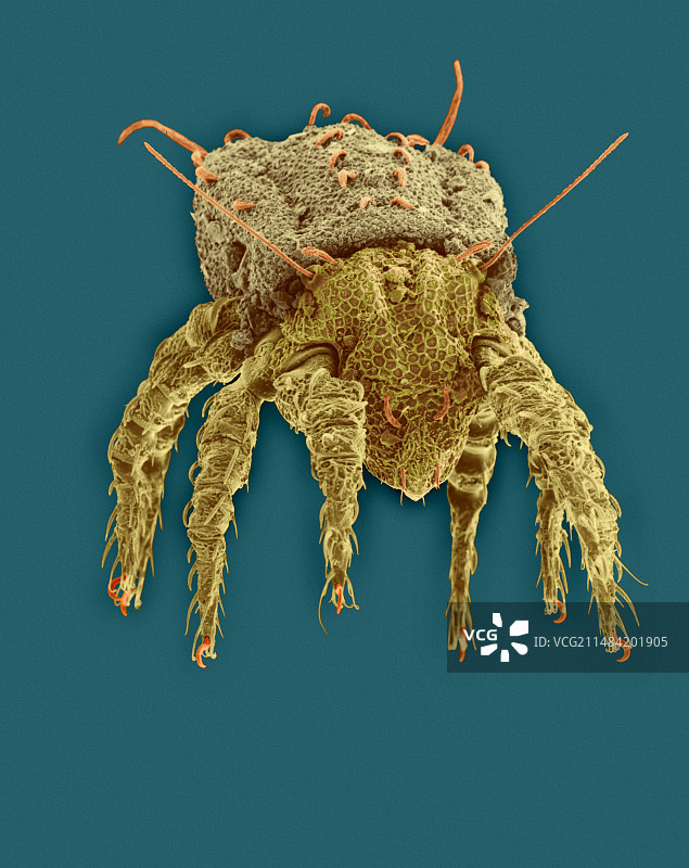 土壤螨（Northrus sp.），扫描电镜图片素材