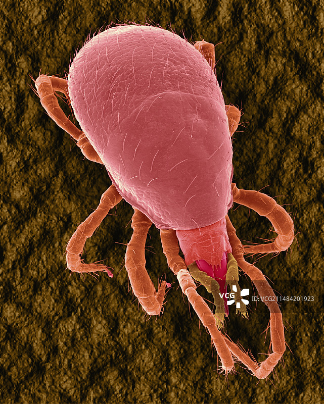 土壤螨（Oribatidae超科），扫描电镜图片素材